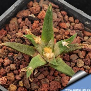 Ariocarpus agavoides PP208 Tula, Municipio Tula, Tamaulipas, Mexico