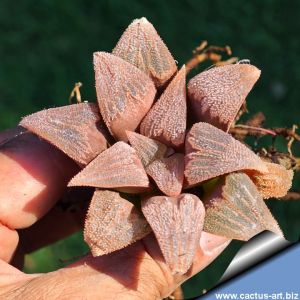 Haworthia pygmaea cv. PINK BEAUTY