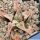 Haworthia pygmaea cv. PINK BEAUTY