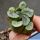 Haworthia maughanii Calitzdorp, Western Cape, South Africa
