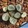 Haworthia maughanii Calitzdorp, Western Cape, South Africa