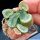Haworthia maughanii Calitzdorp, Western Cape, South Africa