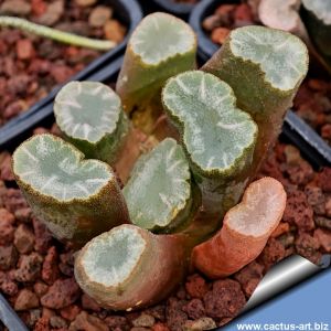 Haworthia maughanii Calitzdorp, Western Cape, South Africa