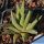 Haworthia scabra Oudshoorn, De Moragie, Western Cape, South Africa