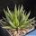 Haworthia scabra Oudshoorn, De Moragie, Western Cape, South Africa