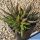 Haworthia scabra Oudshoorn, De Moragie, Western Cape, South Africa