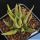 Haworthia scabra Oudshoorn, De Moragie, Western Cape, South Africa
