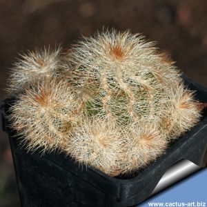 Echinocereus reichenbachii v. baileyi 'albispinus' Troy, Oklahoma, USA.