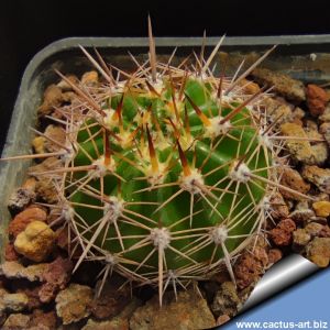 Lobivia torrefluminensis TB1026.1 Capactala to Kollpa, 2589 m, Chuquisaca, Bolivia