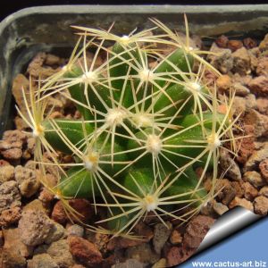 Escobaria missouriensis v. asperispina DJF624 San Juan de Solio, Nuevo Leone, Mexico.