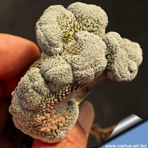 Pelecyphora aselliformis f. cristata (grafted)