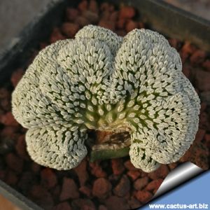 Pelecyphora aselliformis f. cristata (grafted)