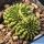 Gymnocalycium mihanovichii f. inermis cristata GREEN FORM (Ex Thayland)