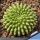 Gymnocalycium mihanovichii f. inermis cristata GREEN FORM (Ex Thayland)