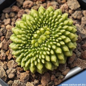 Gymnocalycium mihanovichii f. inermis cristata GREEN FORM (Ex Thayland)