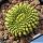 Gymnocalycium mihanovichii f. inermis cristata GREEN FORM (Ex Thayland)