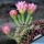 Gymnocalycium mihanovichii f. cristata (Ex Thayland)