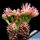 Gymnocalycium mihanovichii f. cristata (Ex Thayland)