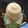 Yavia cryptocarpa (grafted)