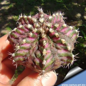 Gymnocalycium cv. T-LUX