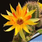 Chamaecereus hybrid cv. BURNING CHEEKS