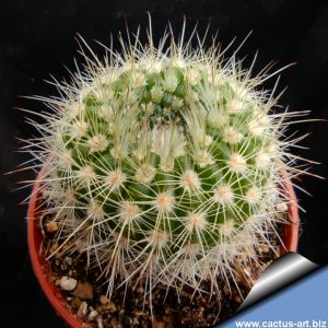 Notocactus agnetae fa.