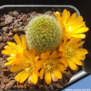 Rebutia fabrisii v. aureiflora WR687 Valle Grande to Valle Colorado, Salta, Argentina