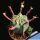 Euphorbia stellispina hybrid