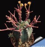 Euphorbia stellispina hybrid