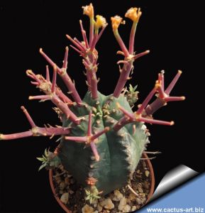 Euphorbia stellispina hybrid