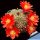 Rebutia pseudominuscula LF60 San Fernando de Escoipe, Salta, Argentina, 2600m (Aylostera)