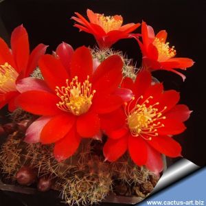 Rebutia pseudominuscula LF60 San Fernando de Escoipe, Salta, Argentina, 2600m (Aylostera)