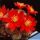 Rebutia pseudominuscula LF60 San Fernando de Escoipe, Salta, Argentina, 2600m (Aylostera)