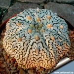Astrophytum asterias cv. SUPERKABUTO "STAR TYPE"
