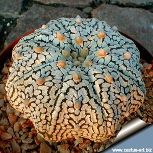 Astrophytum asterias cv. SUPER STAR ("Superkabuto + Star Type")