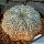 Astrophytum asterias cv. SUPERKABUTO "STAR TYPE"