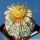 Astrophytum asterias cv. SUPERKABUTO "STAR TYPE"