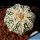 Astrophytum asterias cv. SUPERKABUTO "STAR TYPE"