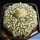 Astrophytum asterias cv. SUPERKABUTO "STAR TYPE"