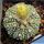 Astrophytum asterias cv. SUPERKABUTO "STAR TYPE"