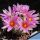 Mammillaria schumannii cv. UN PICO (f. monstrosa)