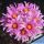 Mammillaria schumannii cv. UN PICO (f. monstrosa)