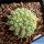 Mammillaria schumannii cv. UN PICO (f. monstrosa)