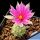 Mammillaria schumannii cv. UN PICO (f. monstrosa)