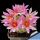 Mammillaria schumannii cv. UN PICO (f. monstrosa)
