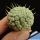Mammillaria schumannii cv. UN PICO (f. monstrosa)