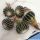 Discocactus horstii (seedling) 3,5-4 cm