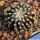 Discocactus horstii (seedling) 3,5-4 cm