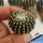 Discocactus horstii (seedling) 3,5-4 cm