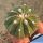 Melocactus caesius v. guaricensis f. inermis (brevispinus)